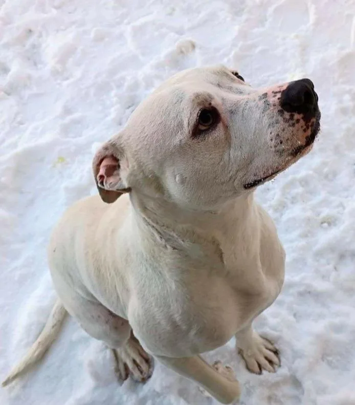An adult medium-sized female Pit Bull Terrier dog named Poppy for adoption in La Porte, IN