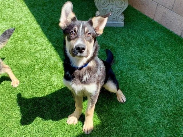 A young small-sized male German Shepherd Dog dog named Froto for adoption in Moreno Valley, CA