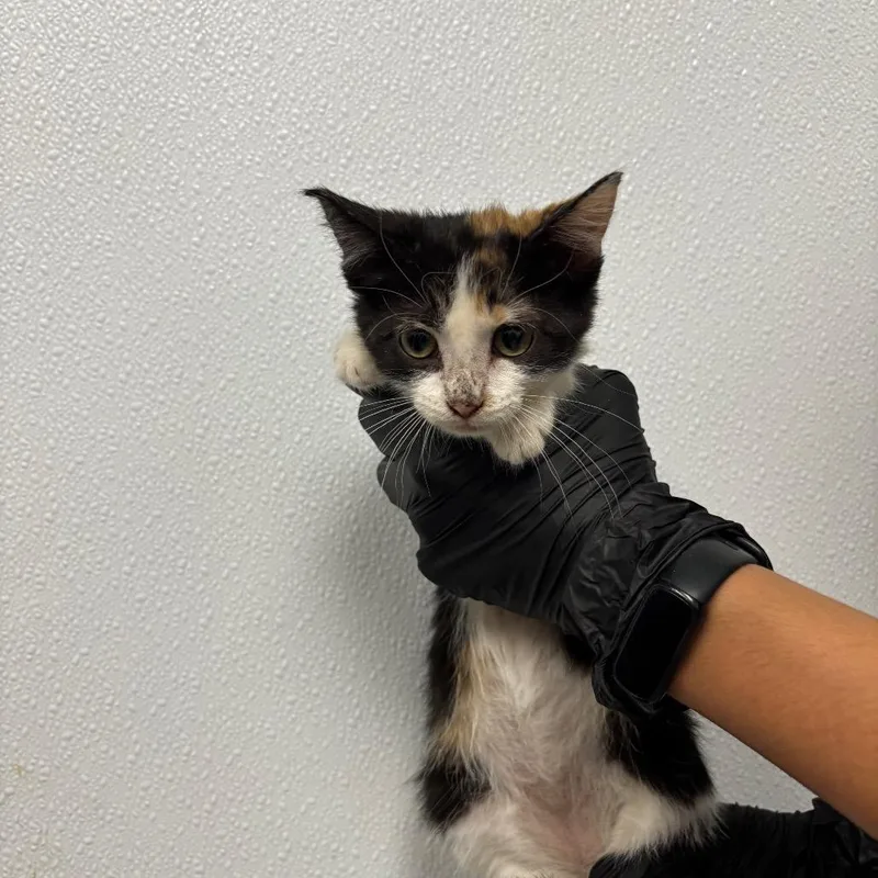 A baby small-sized female Calico Domestic Short Hair cat named Ginger for adoption in Abilene, TX