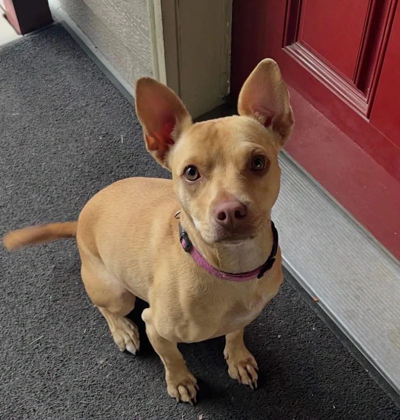 A young medium-sized female Pit Bull Terrier dog named Maggie for adoption in Polson, MT
