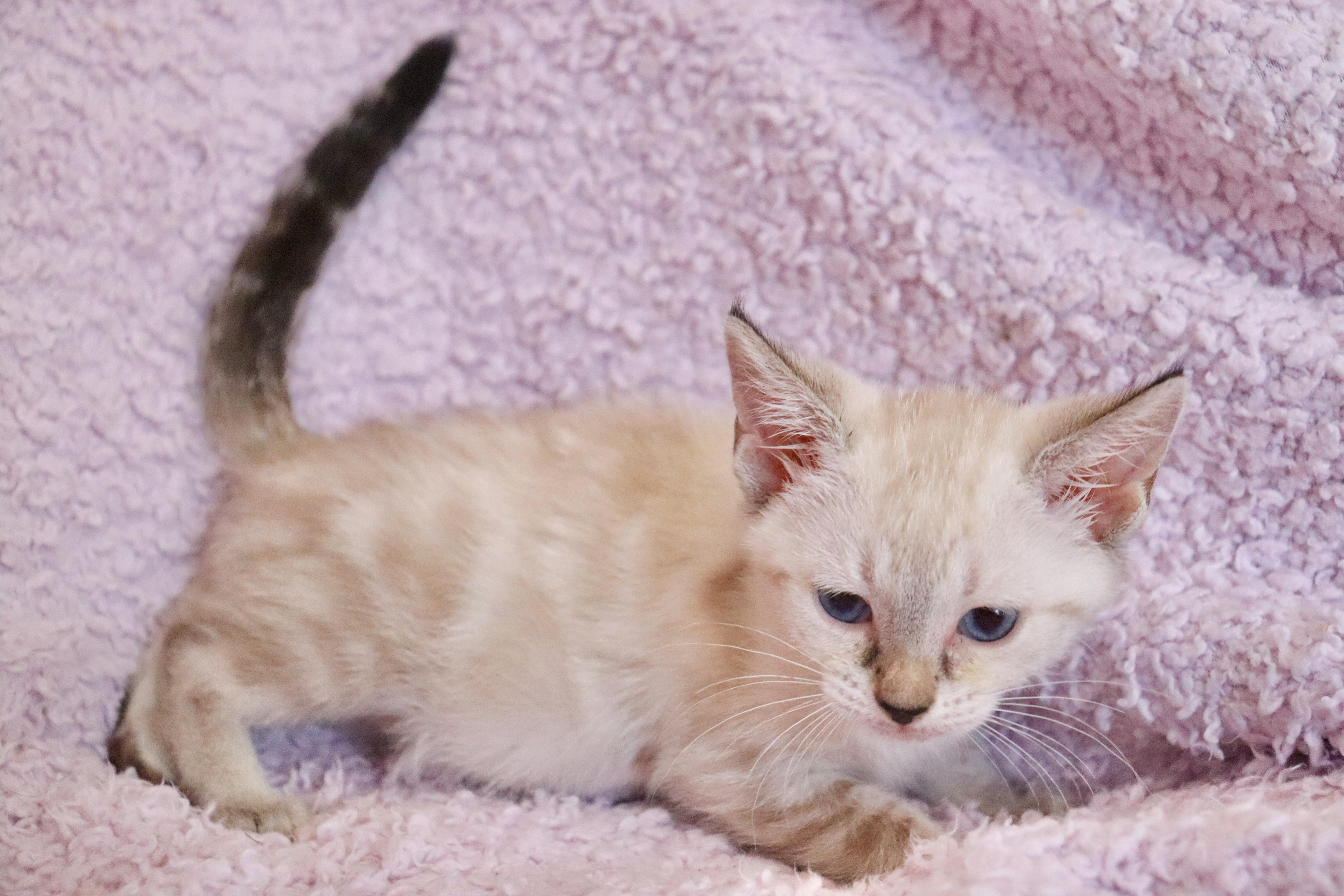 A baby medium-sized female Buff / Tan / Fawn Siamese cat named Madeline for adoption in Saint Augustine, FL