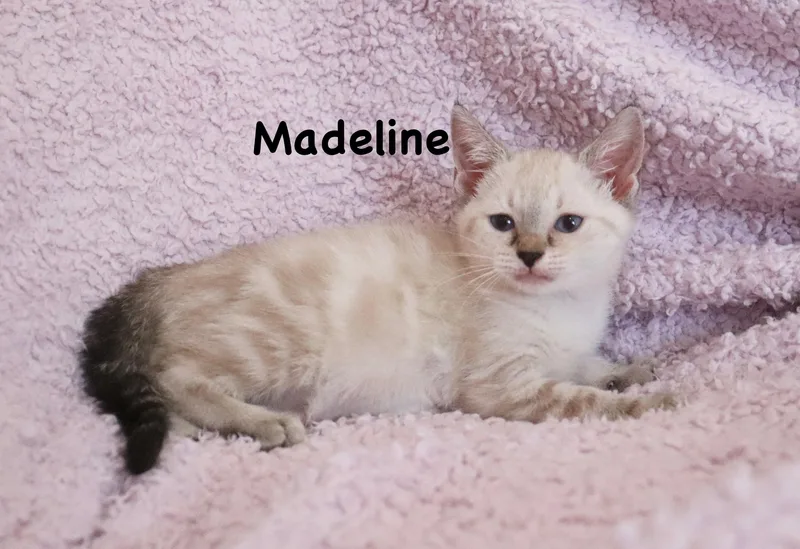 Madeline thumbnail 3