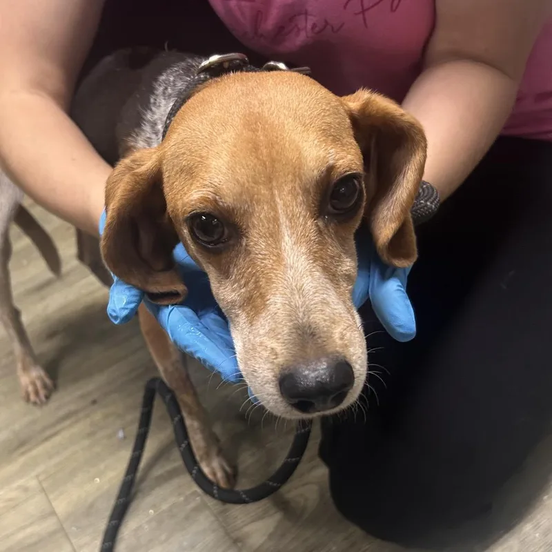 An adult small-sized female Beagle dog named Jelly for adoption in Summerville, SC