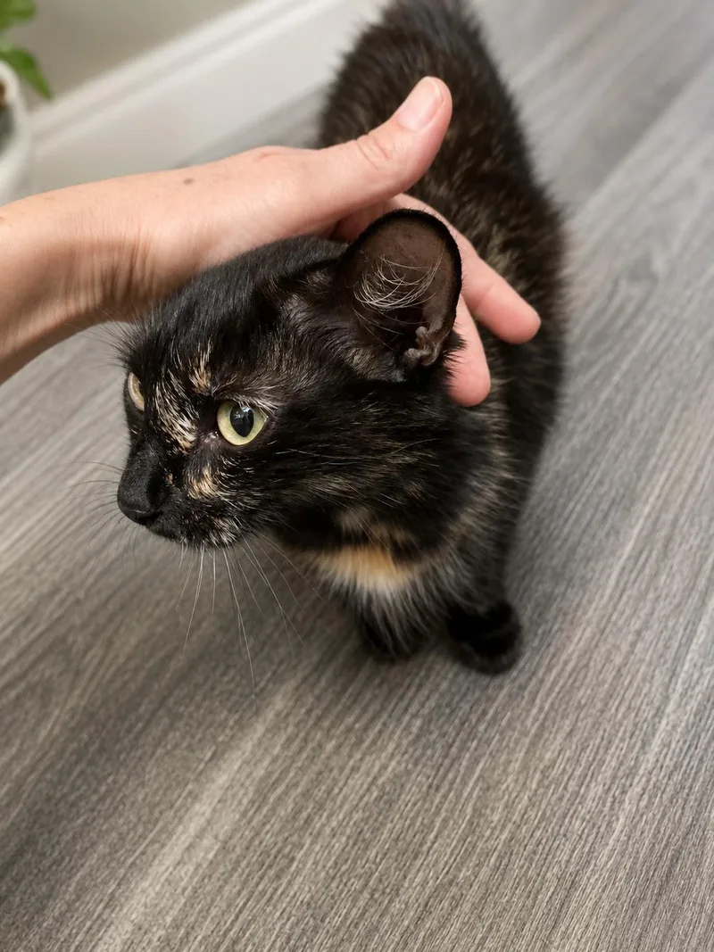 An adult large-sized female Domestic Medium Hair cat named Mimi for adoption in Rio Linda, CA