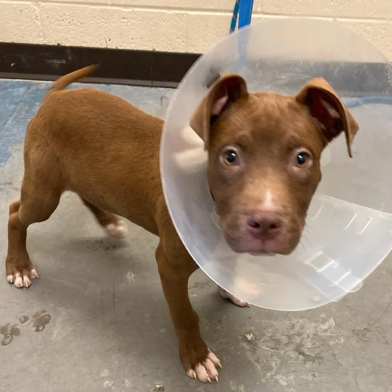 A baby small-sized male Brown / Chocolate Mixed Breed dog named Joker for adoption in Memphis, TN