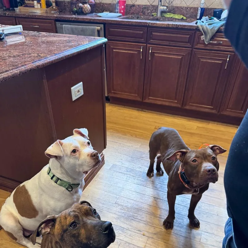 Limpy Blimpy thumbnail 2