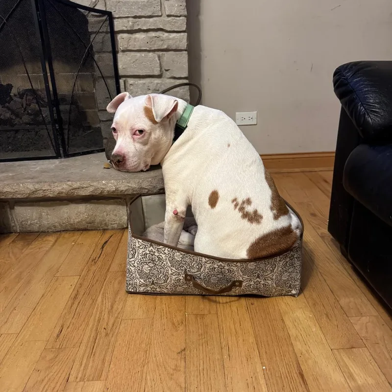 Limpy Blimpy thumbnail 4