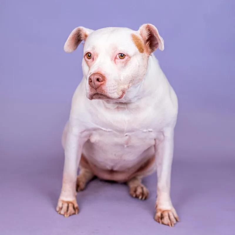 Limpy Blimpy thumbnail 5