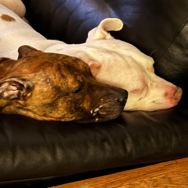 Limpy Blimpy thumbnail 6