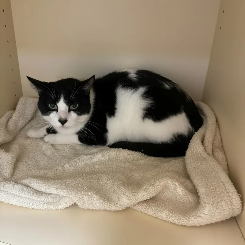 A young medium-sized male Black & White / Tuxedo Domestic Short Hair cat named Smokey for adoption in Elyria, OH