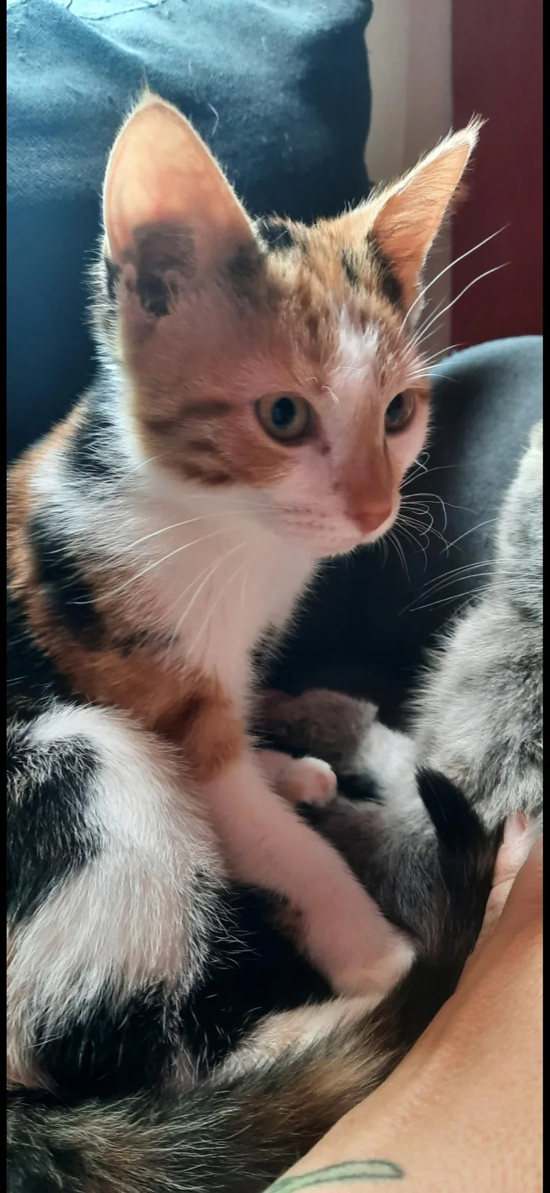 Freida