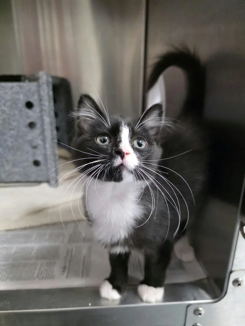 A baby medium-sized female Black & White / Tuxedo Domestic Medium Hair cat named Darla for adoption in Umatilla, FL