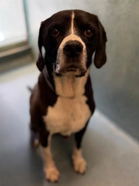 A senior medium-sized male Basset Hound dog named Sage for adoption in Agoura, CA