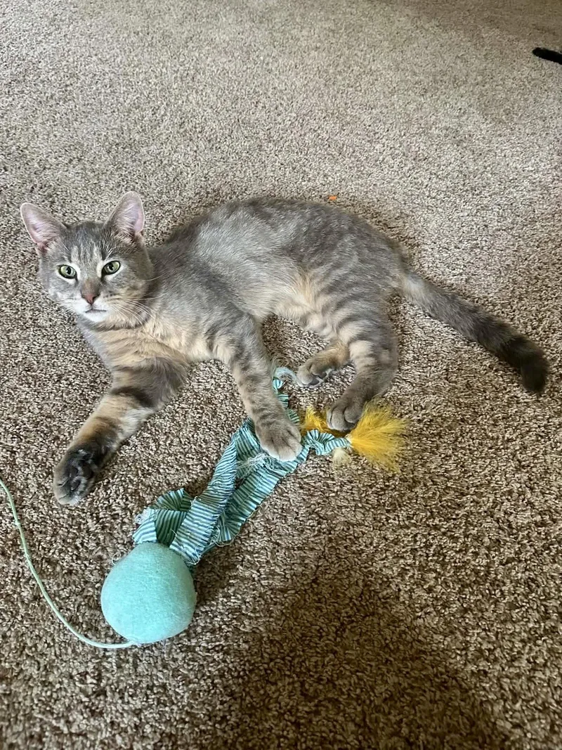 A young medium-sized male Tabby cat named Ronnie & Ruby for adoption in Greenville, DE