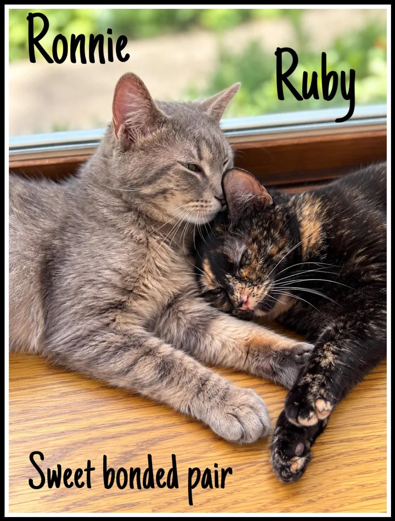 Ronnie & Ruby thumbnail 2