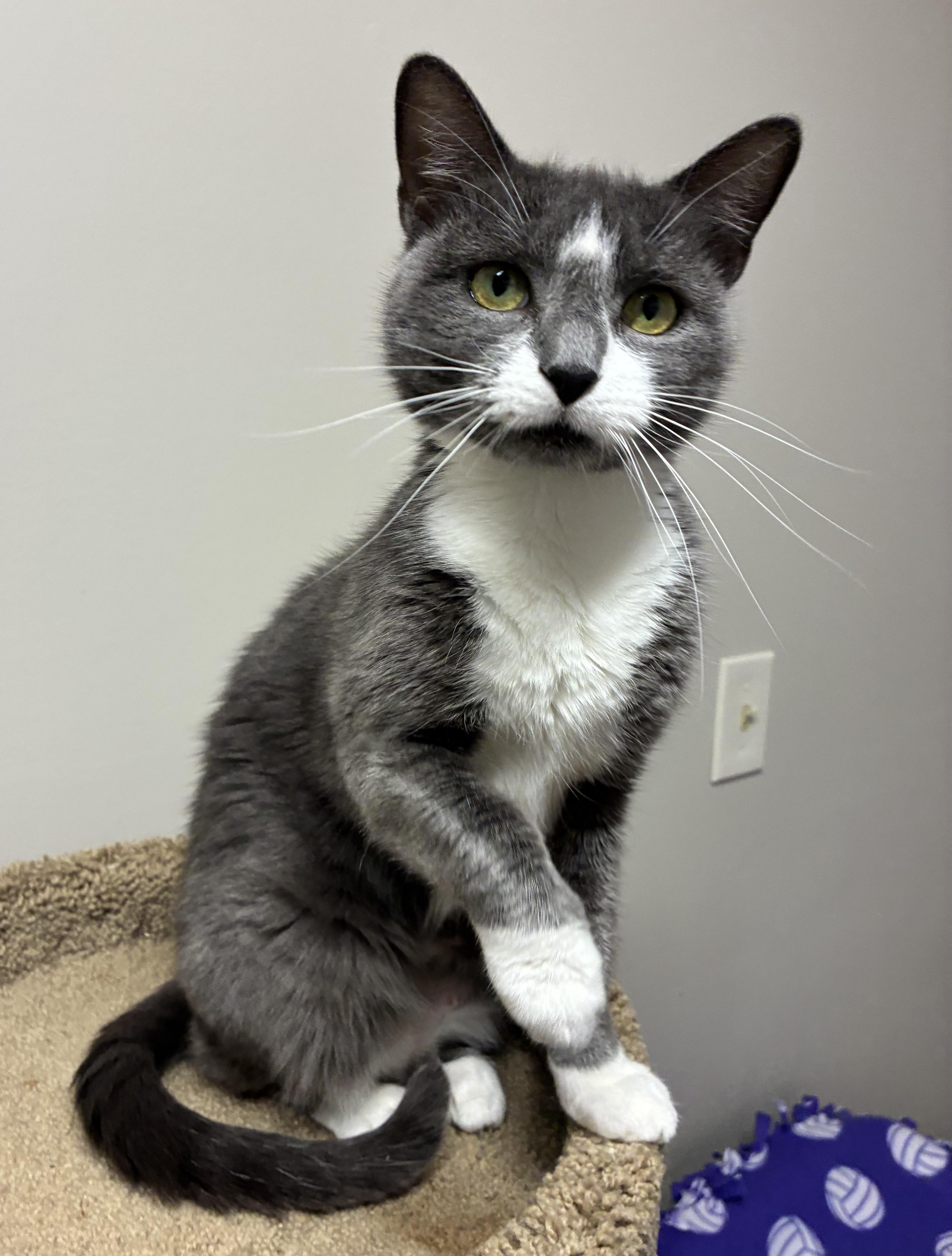 An adult medium-sized female Gray & White Domestic Short Hair cat named Masaka for adoption in Breinigsville, PA