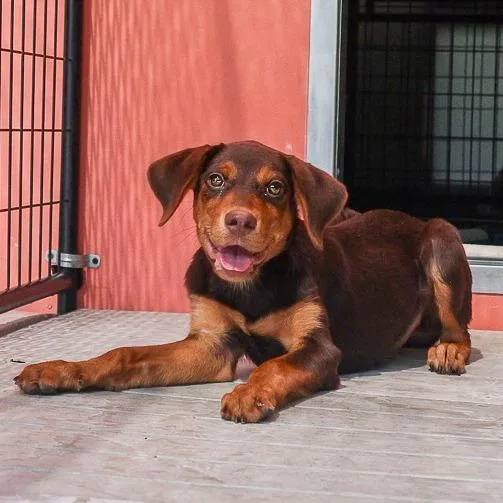A baby medium-sized female Brown / Chocolate Mixed Breed dog named Rhonda for adoption in Bradenton, FL