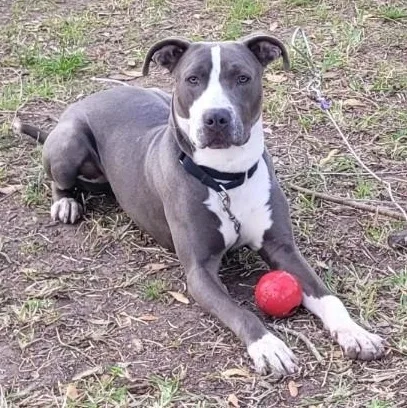 A young medium-sized male Gray / Blue / Silver American Staffordshire Terrier dog named Tony for adoption in Houston, TX