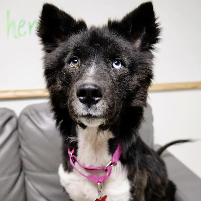 A young medium-sized female Husky dog named Jazzy for adoption in Valparaiso, IN