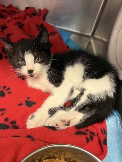 A baby medium-sized male Black & White / Tuxedo Domestic Short Hair cat named Corbin for adoption in Lafayette, IN
