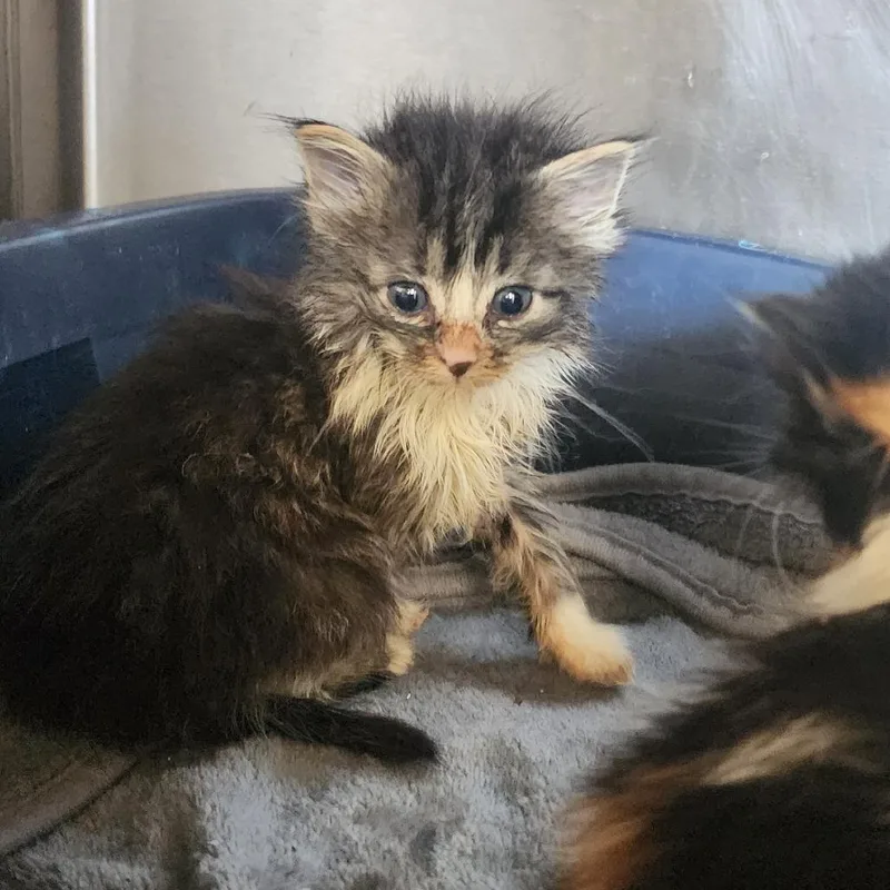 A baby small-sized female Black Domestic Short Hair cat named Twilight for adoption in Evensville, TN