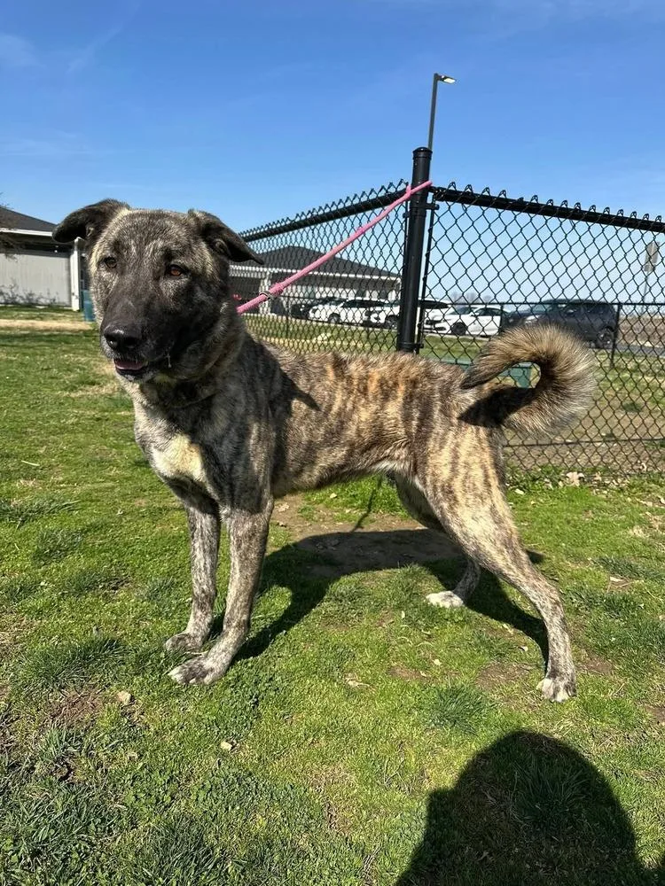 An adult large-sized female Brindle Shepherd dog named Kova for adoption in Evansville, IN