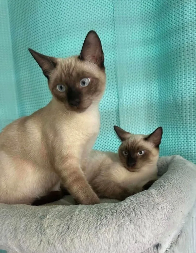 Lincoln and Leon