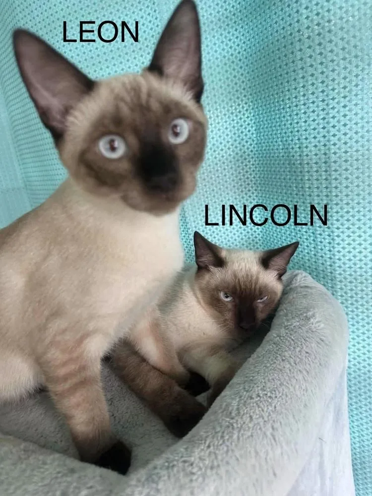 Lincoln and Leon thumbnail 5