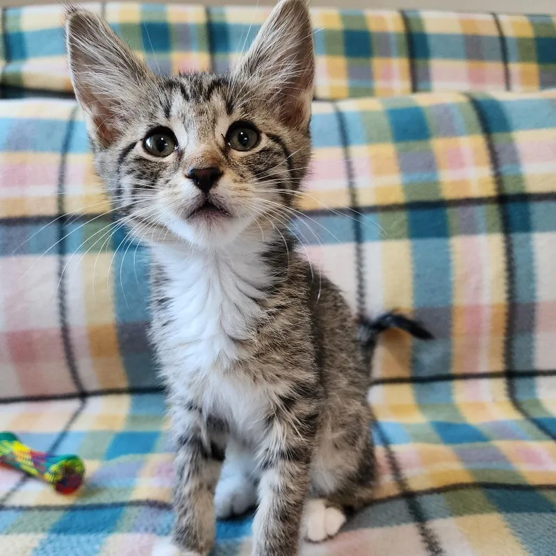 A baby medium-sized female Tabby (Buff / Tan / Fawn) Domestic Short Hair cat named Bugsy for adoption in Graham, WA