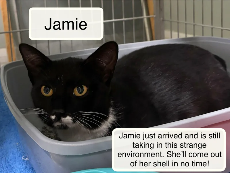 An adult medium-sized female Black & White / Tuxedo Domestic Short Hair cat named Jamie for adoption in Ellicott City, MD