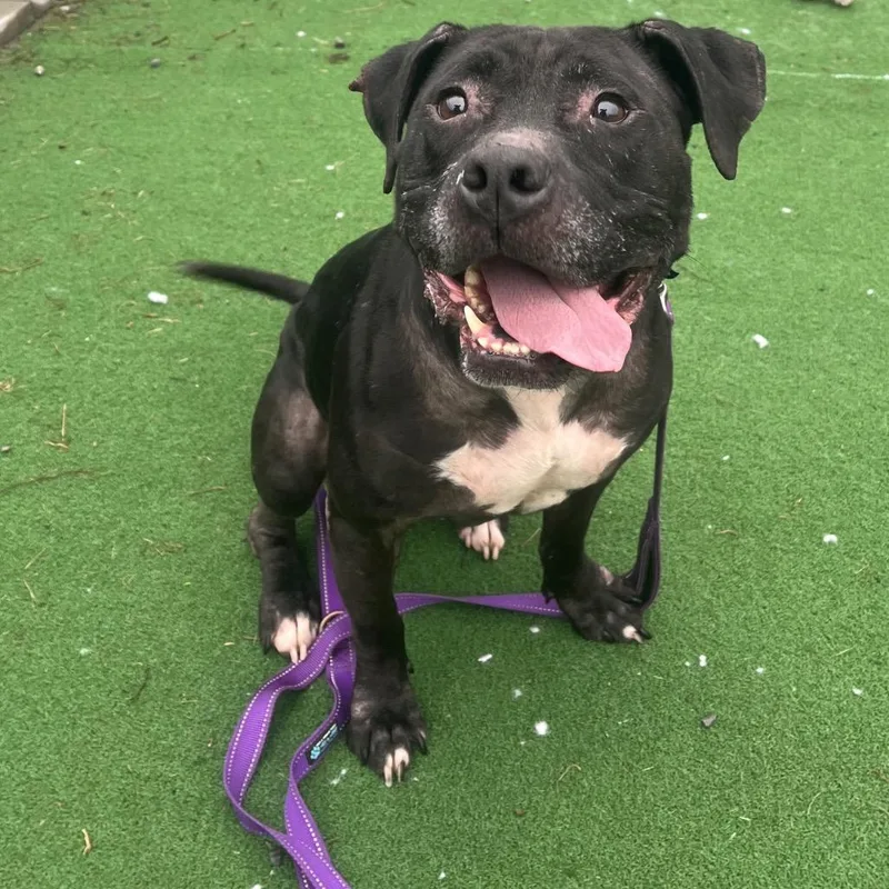 An adult medium-sized female Staffordshire Bull Terrier dog named Bella for adoption in East Smithfield , PA