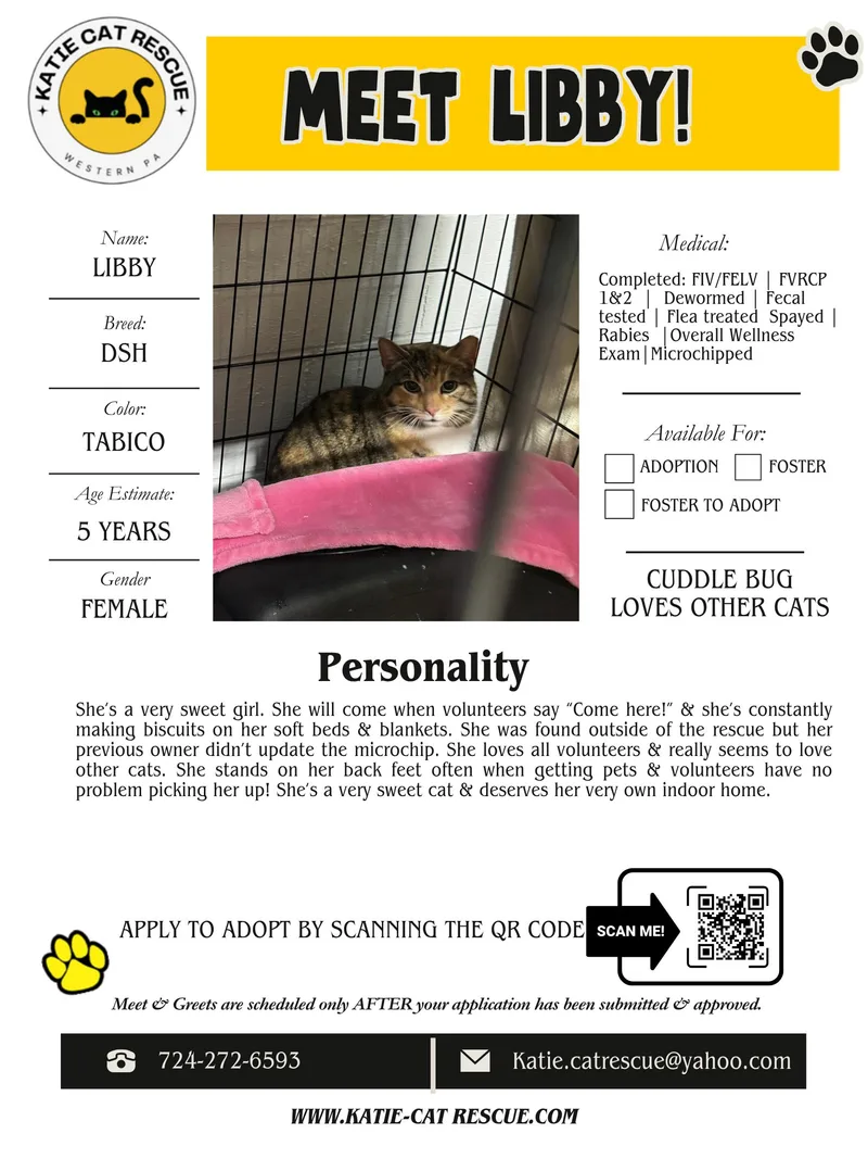 An adult large-sized female Brown / Chocolate Domestic Short Hair cat named Libby for adoption in Evans City, PA