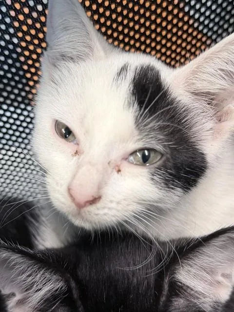 A baby small-sized female Black & White / Tuxedo Domestic Short Hair cat named Mckinley for adoption in Tavares, FL