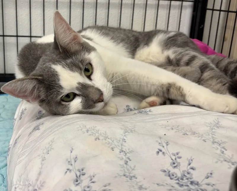 An adult medium-sized male Gray & White Domestic Short Hair cat named David for adoption in Grosse Ile, MI