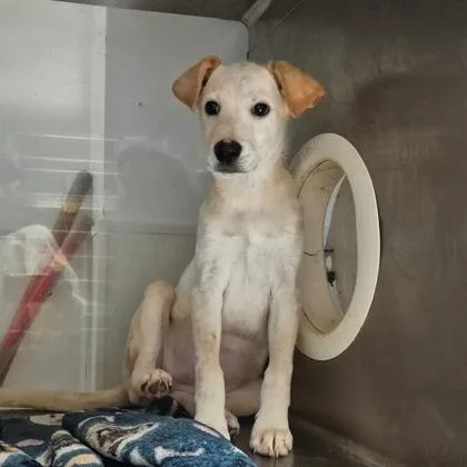 A baby large-sized female Labrador Retriever dog named Wednesday for adoption in Morton Grove, IL