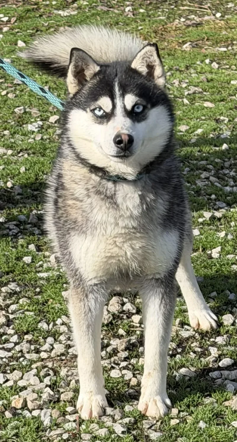 A young small-sized male Gray / Blue / Silver Pomsky dog named Fido for adoption in Zanesville, OH