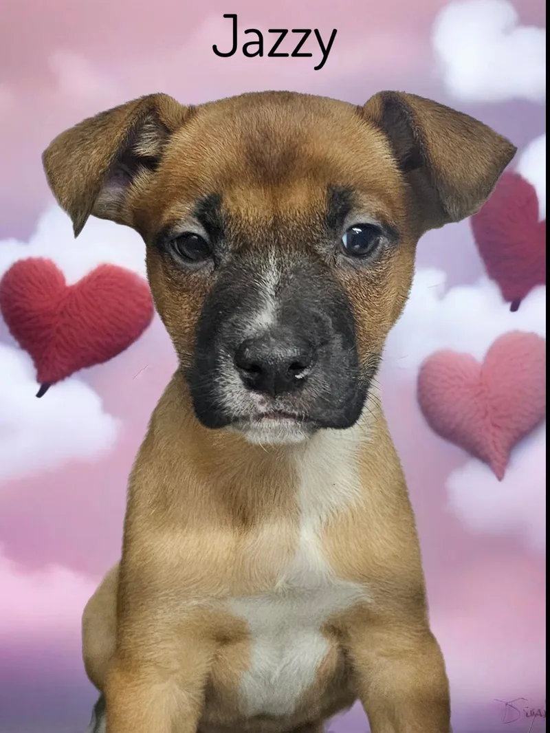 A young medium-sized female German Shepherd Dog dog named Jazzy for adoption in Phelan, CA