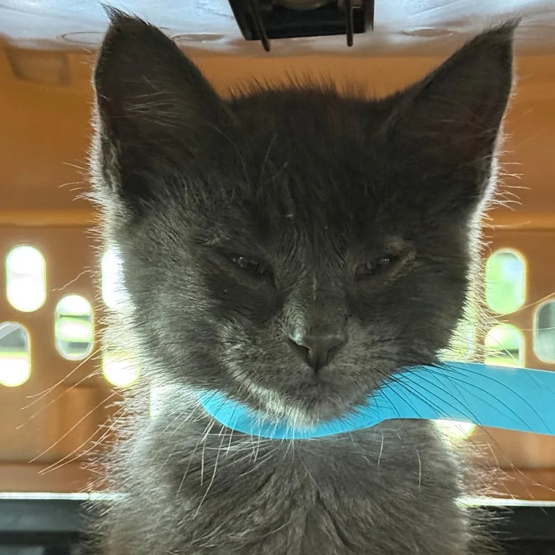 A baby small-sized male Gray / Blue / Silver Domestic Short Hair cat named Pete for adoption in Leander, TX
