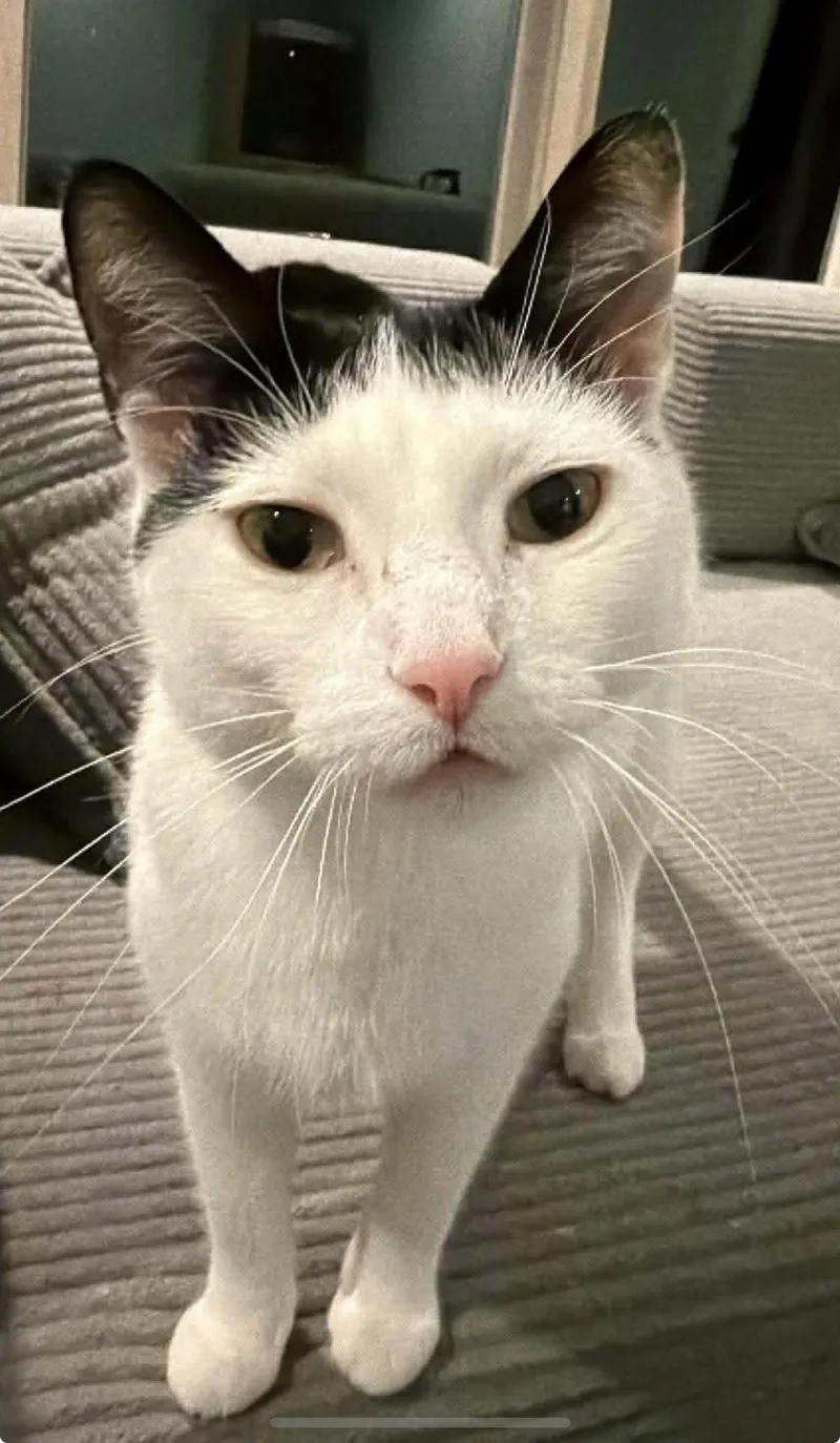 Queen Of Hearts thumbnail 2