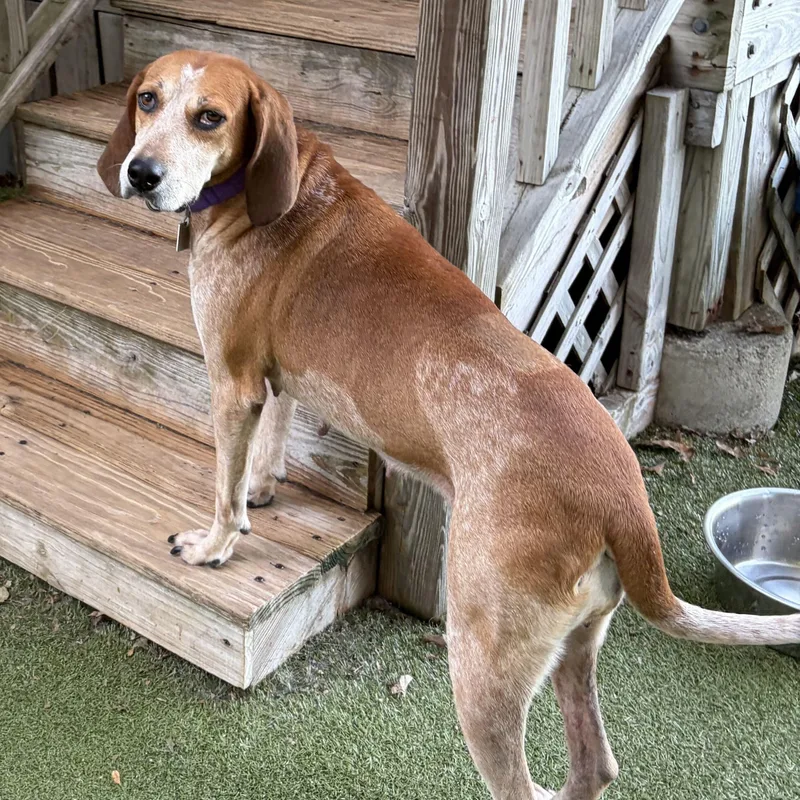 A young medium-sized female Hound dog named Lucille for adoption in New Bedford, MA