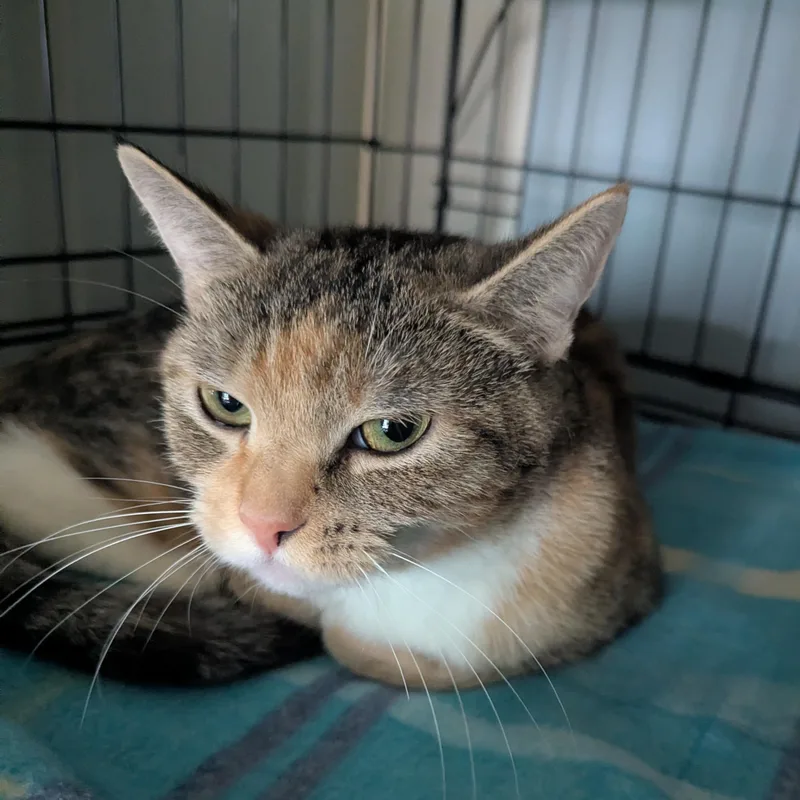A young medium-sized female Domestic Short Hair cat named McKenna for adoption in East Hartford , CT
