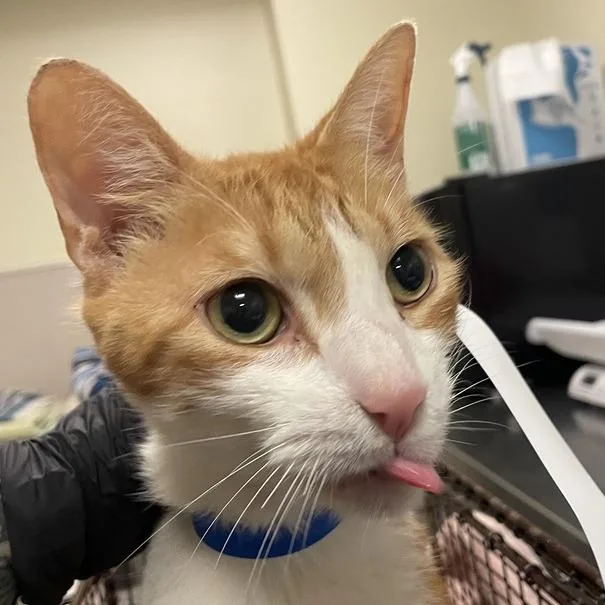 A senior large-sized male Orange / Red Domestic Short Hair cat named Groot for adoption in Chicago, IL