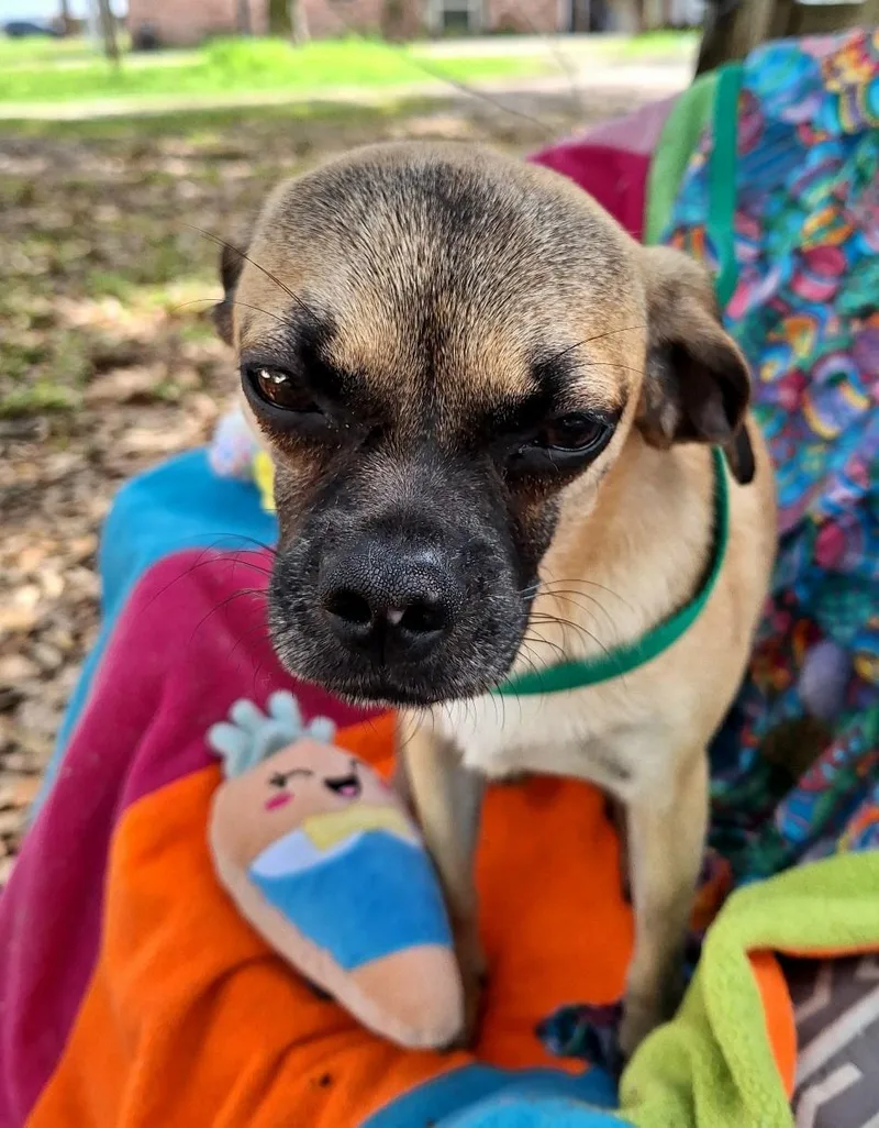 Valente Wat thumbnail 2