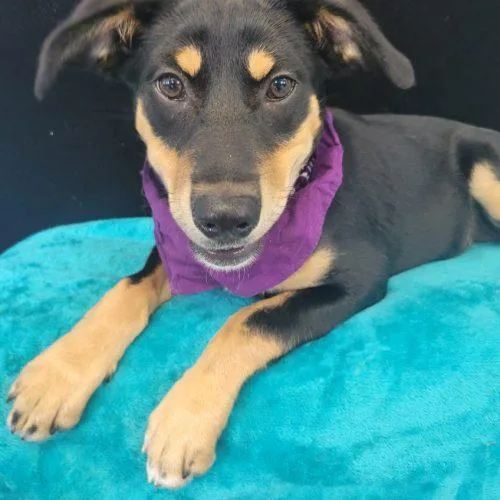 A baby medium-sized female Black Labrador Retriever dog named Queenie for adoption in Leesburg, AL