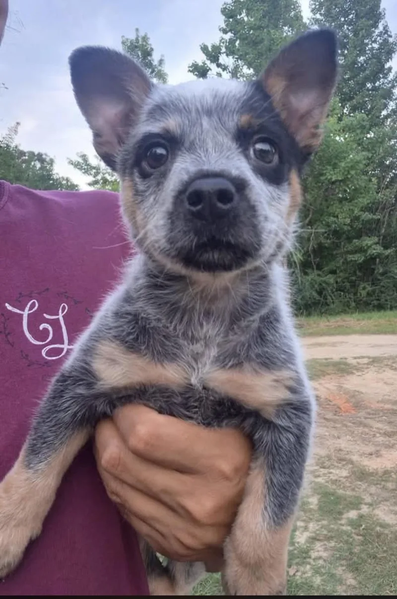 A baby medium-sized female Gray / Blue / Silver Australian Cattle Dog / Blue Heeler dog named Itty for adoption in Semmes, AL