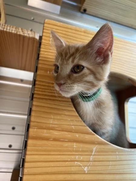 A baby small-sized male Domestic Short Hair cat named Dylan for adoption in Monterey, CA
