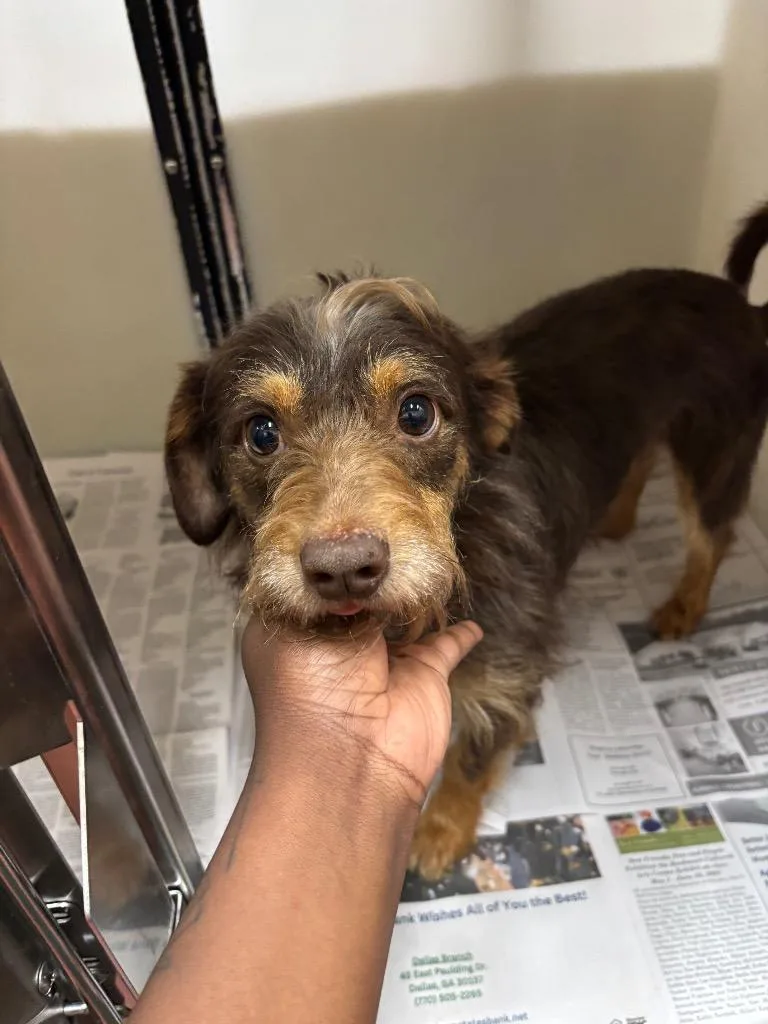 A young small-sized male Chihuahua dog named Luckie for adoption in Douglasville, GA