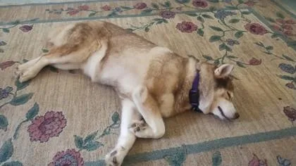 A senior medium-sized female Siberian Husky dog named Reina for adoption in Seattle, WA