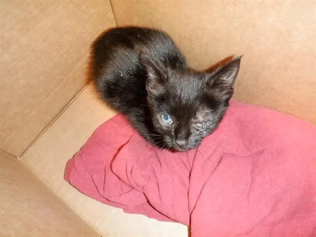 A baby small-sized female Domestic Short Hair cat named Coraline for adoption in San Jose, CA