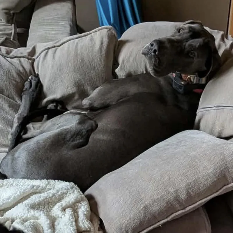 A young extra large-sized male Gray / Blue / Silver Great Dane dog named Duke for adoption in Brockport, NY